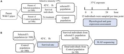 The Phenotypic and the Genetic Response to the Extreme High Temperature Provides New Insight Into Thermal Tolerance for the Pacific Oyster Crassostrea gigas